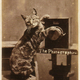 Illustration for article titled Even in the 1870s, humans were obsessed with ridiculous photos of cats
